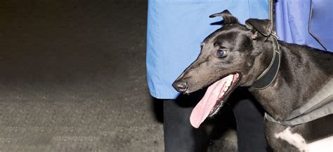 gbgb greyhound results|Race Results .